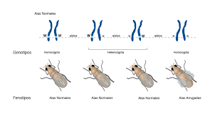 Resultado de imagen para etologia